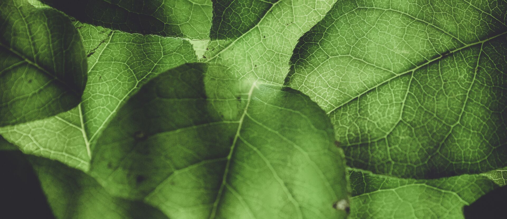 Grüne Blätter, durch die das Licht scheint